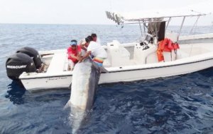 Black_Marlin_offshore_fishing_Puerto_Vallarta_with_PV_Sportfishing-454x287