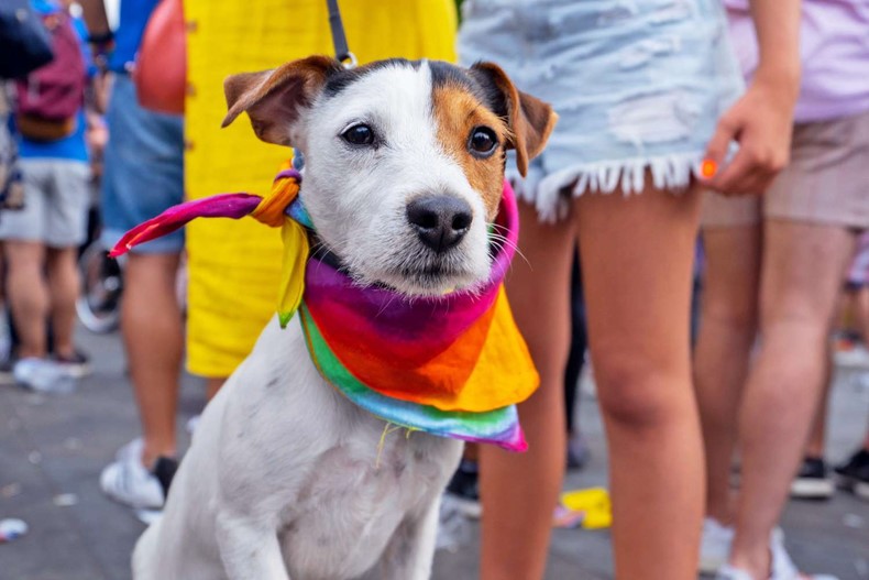 Puerto Vallarta gay LGBT pride 2024 pets real estate