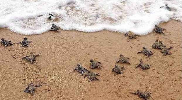 Puerto Vallarta Turtle release season Houses for Sale near Beach beachfront