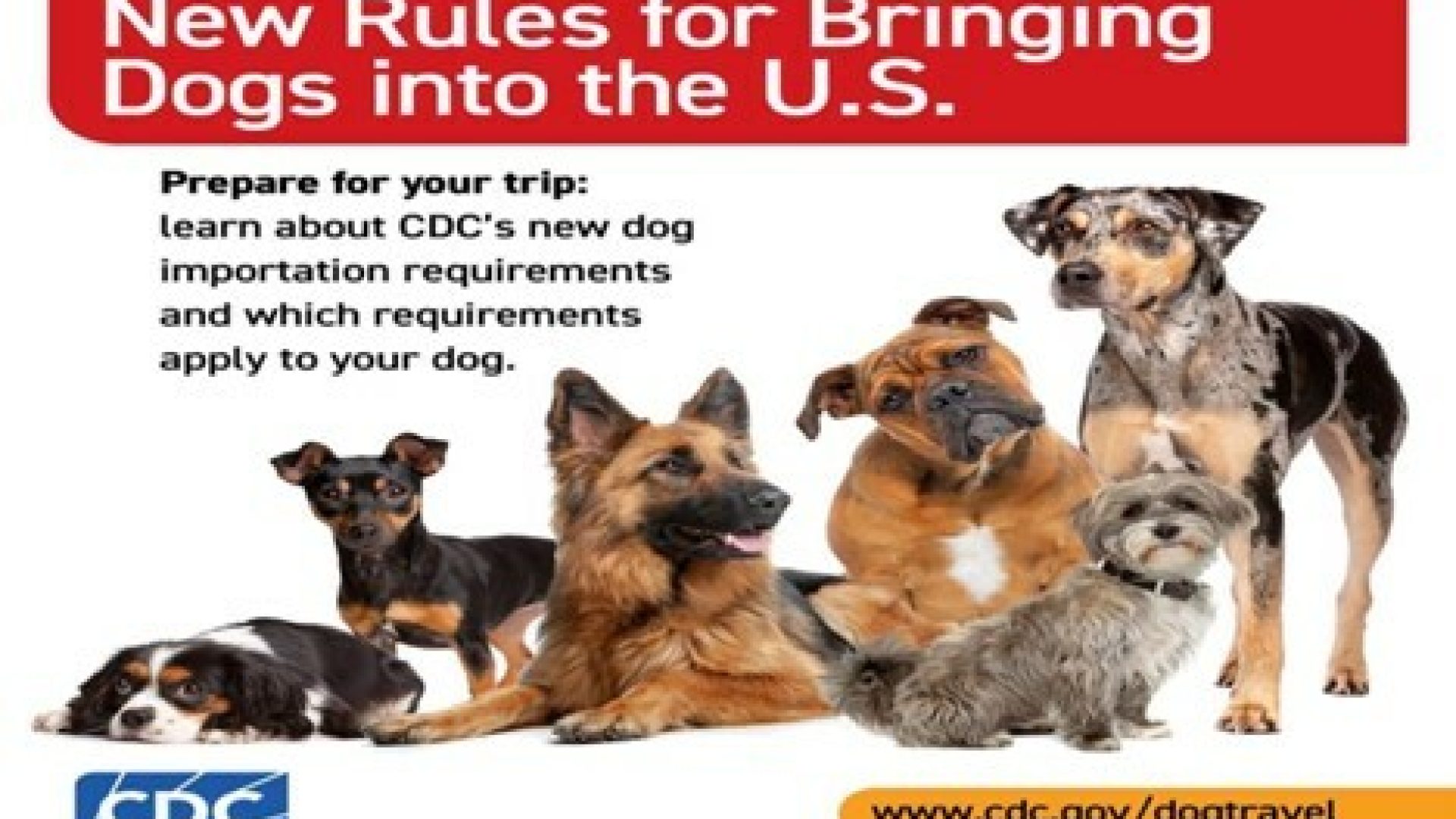 Dog pets travel United States Puerto Vallarta Mexico condos for sale