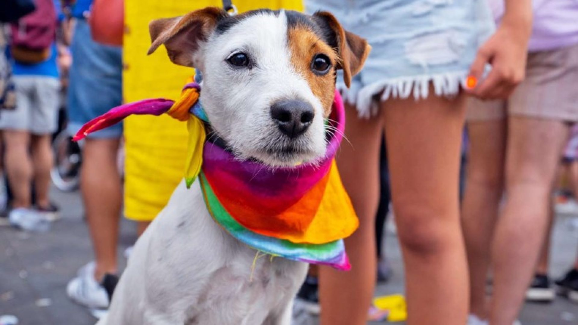 Puerto-Vallarta-gay-LGBT-pride-2024-pets-real-estate