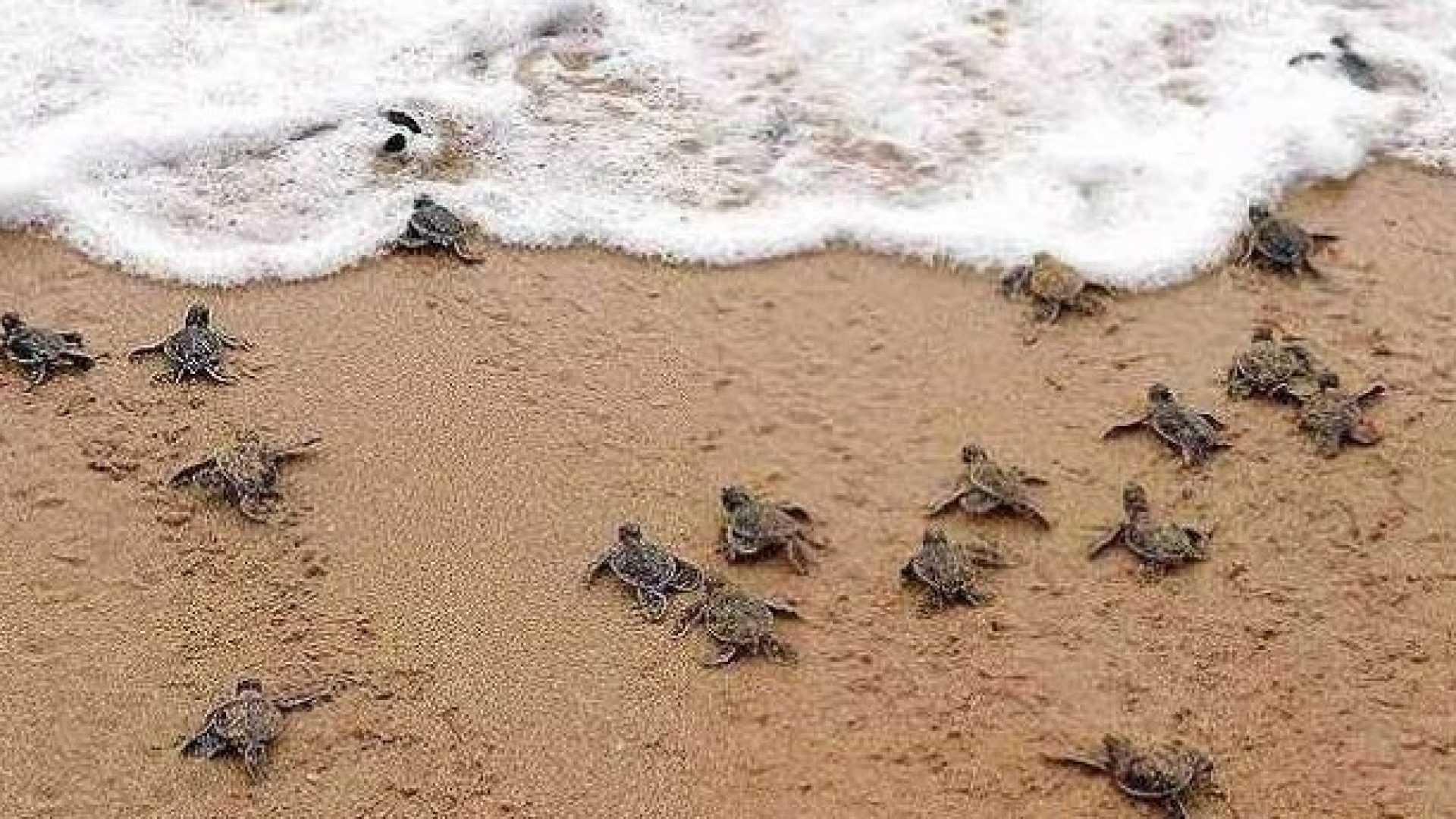 Puerto Vallarta Turtle release season Houses for Sale near Beach beachfront